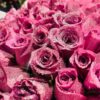 Imperial Purple Rose Dome